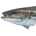 Cobia